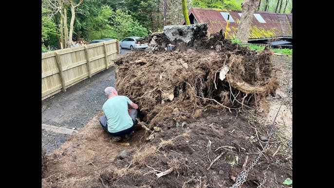 Tree Stump Removal: The Impact on Your Property’s Value